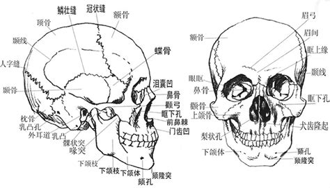 頭的骨頭